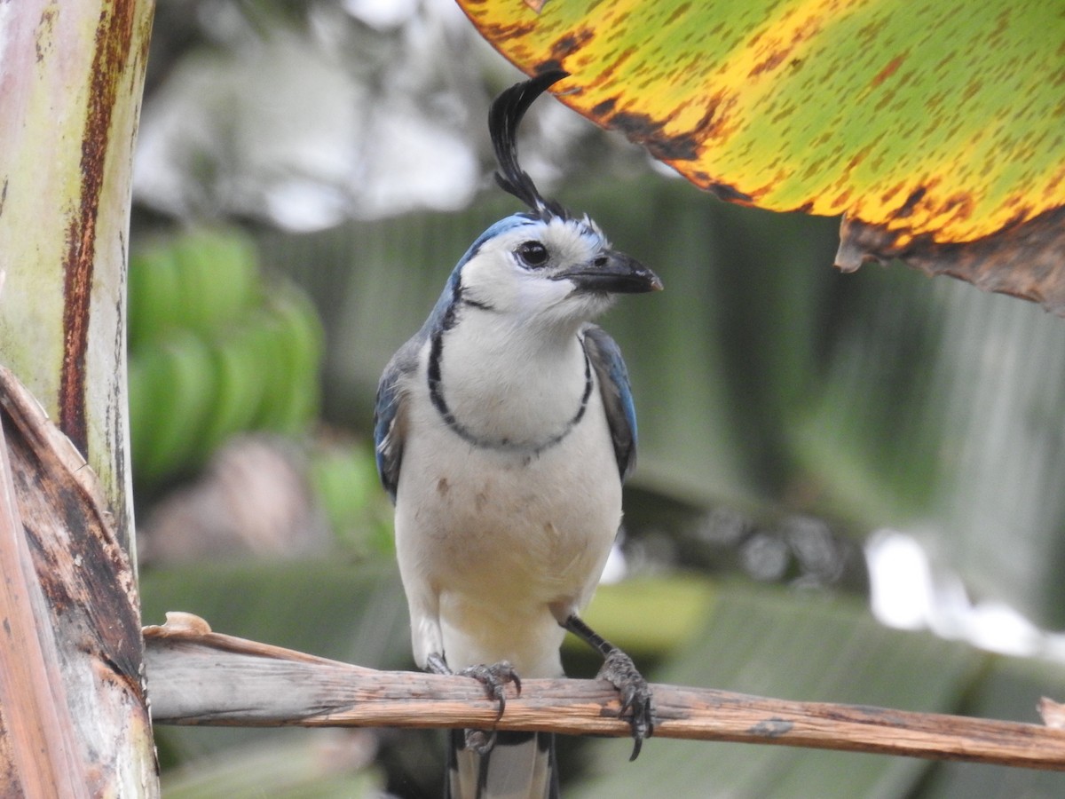 White-throated Magpie-Jay - ML196924951