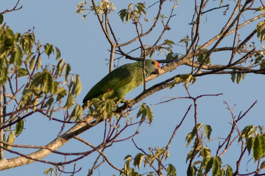 Red-browed Parrot - Silvia Faustino Linhares