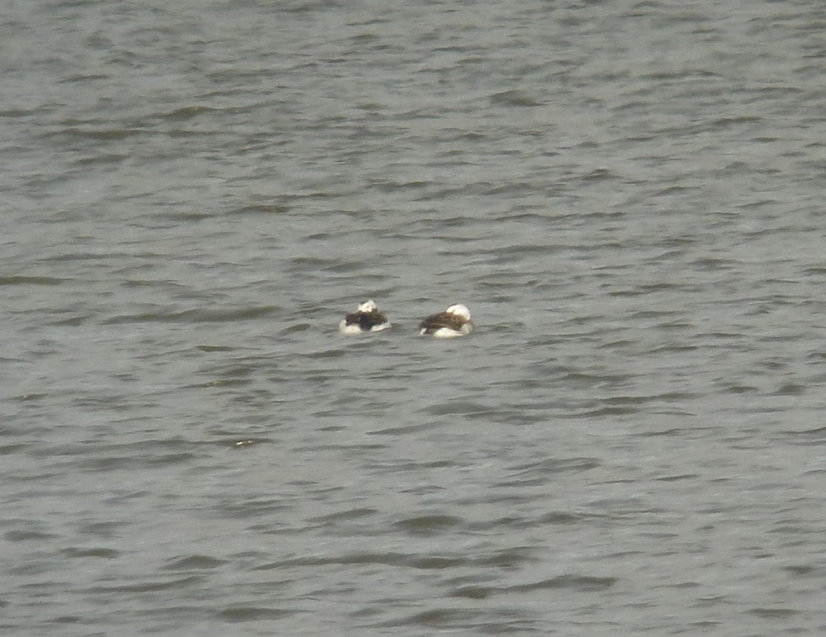 Long-tailed Duck - ML196927701