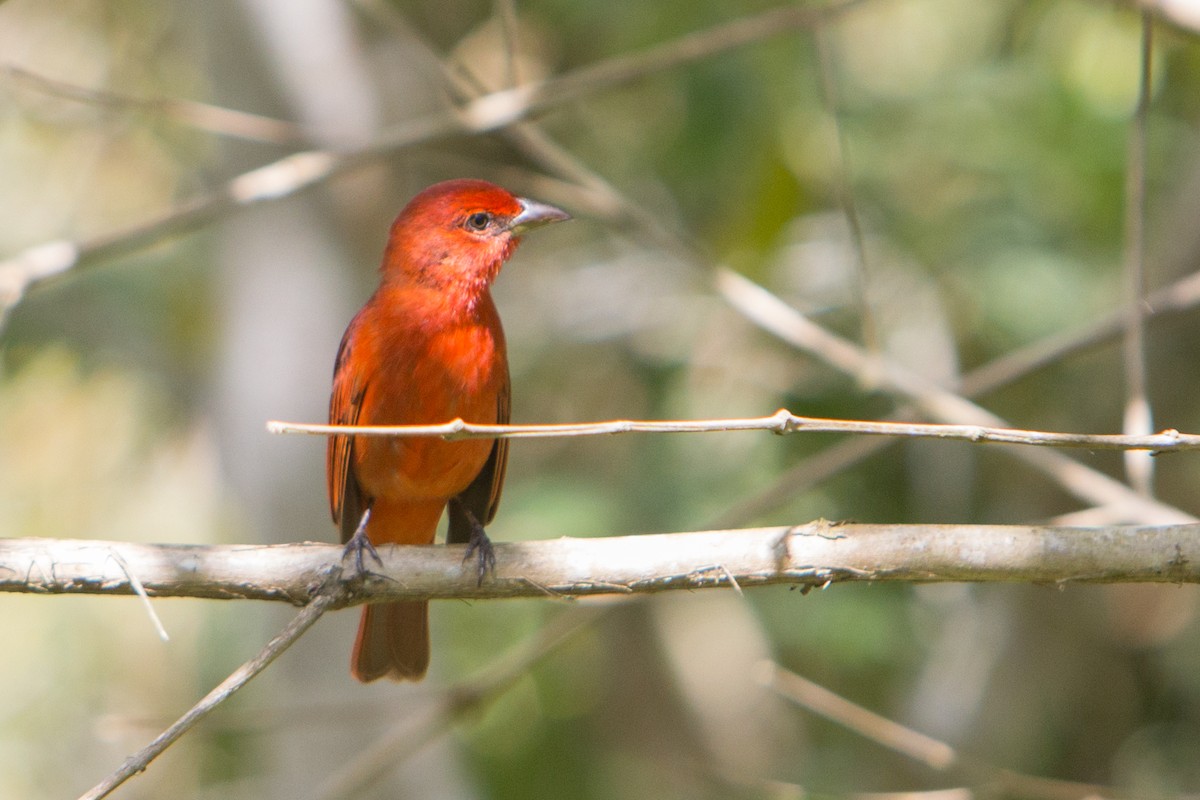 Hepatic Tanager - ML196933541