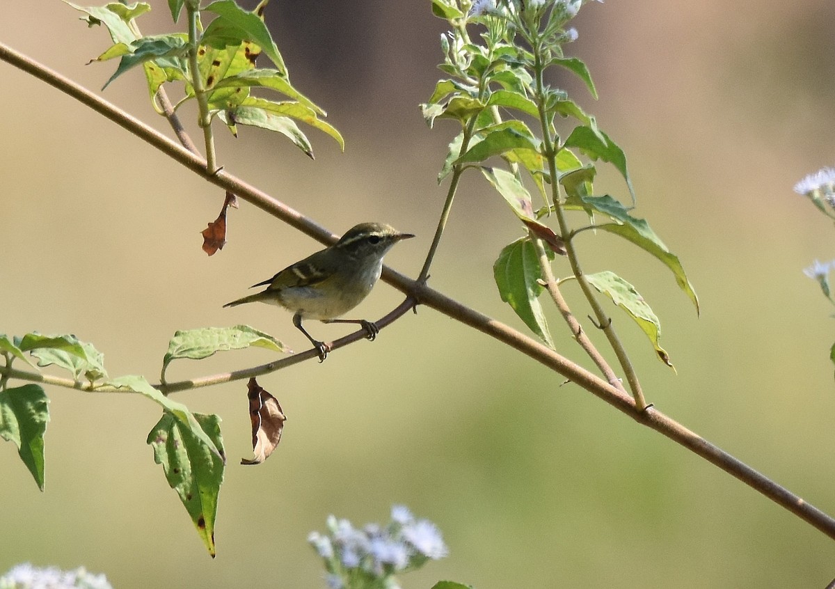 Yellow-browed Warbler - ML196937261