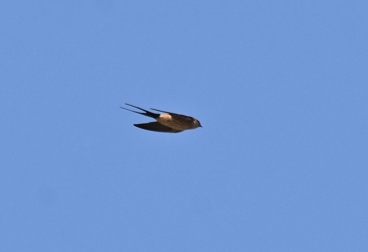 Red-rumped Swallow - ML196937351