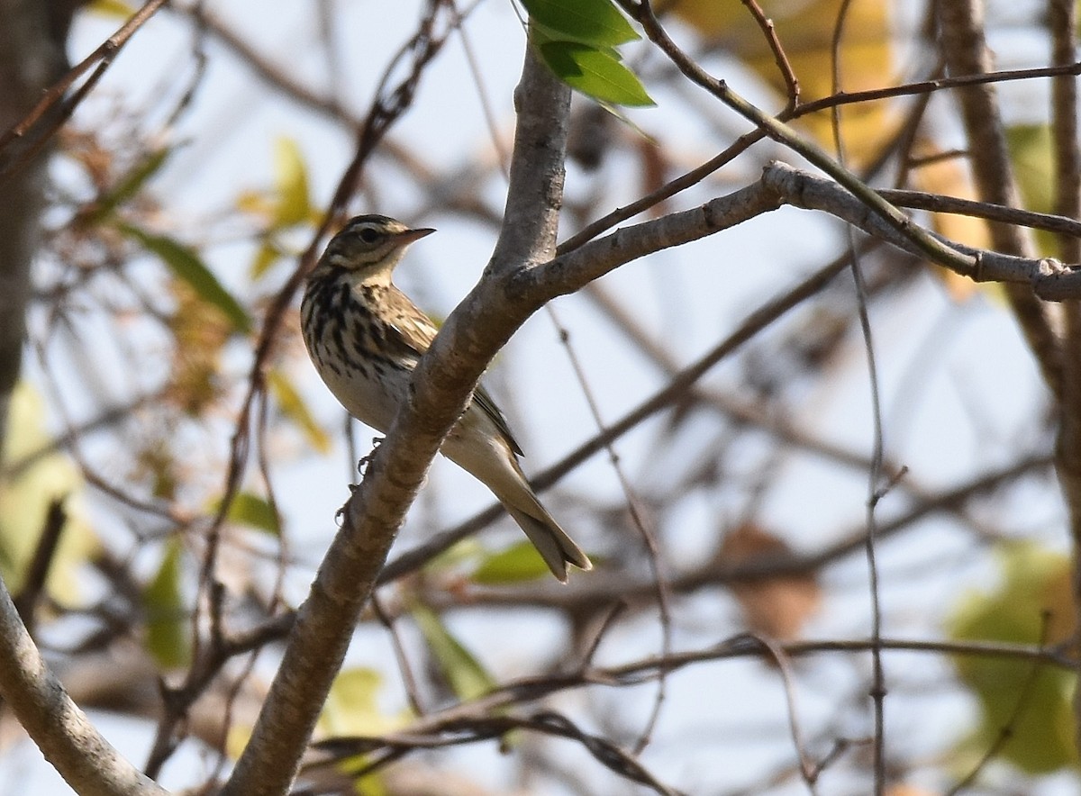 Olive-backed Pipit - ML196937381