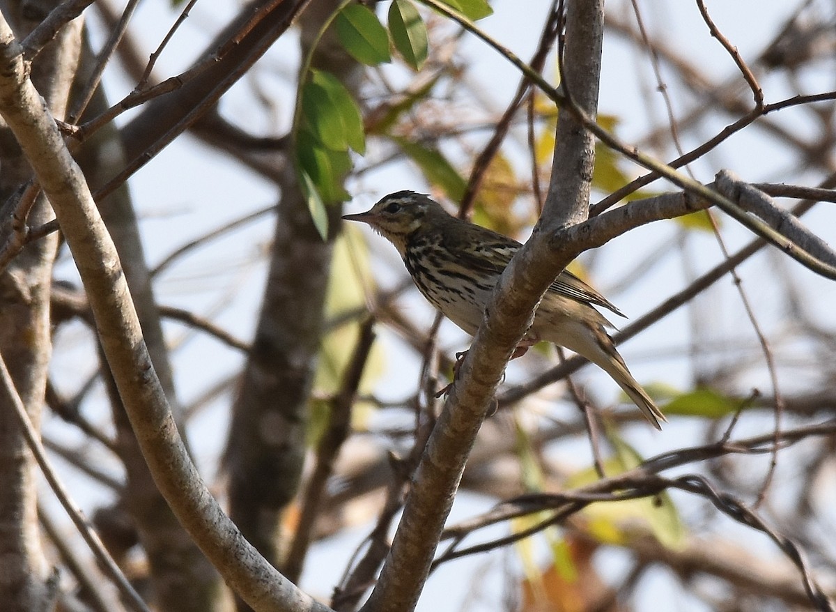 Olive-backed Pipit - ML196937401