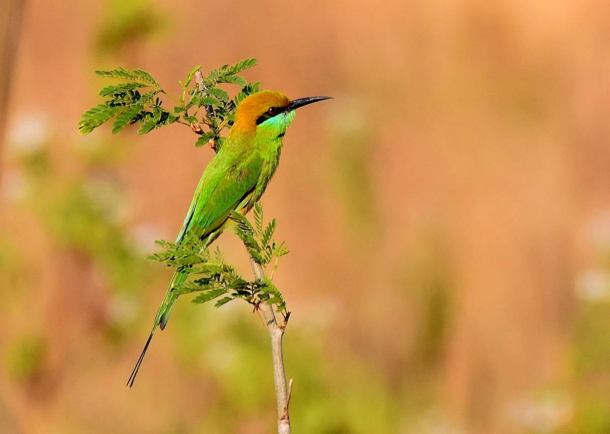 Asian Green Bee-eater - ML196937561