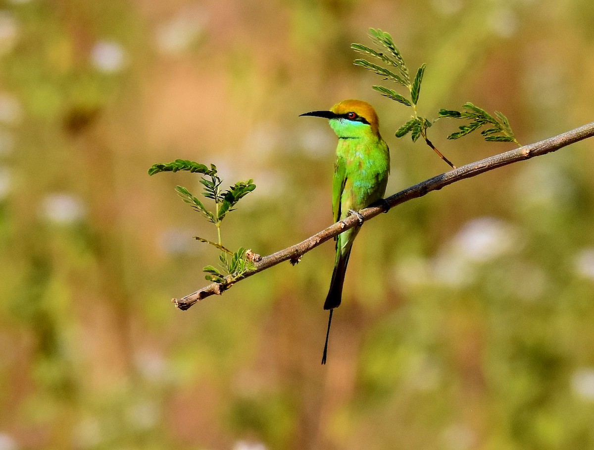 Asian Green Bee-eater - ML196937611
