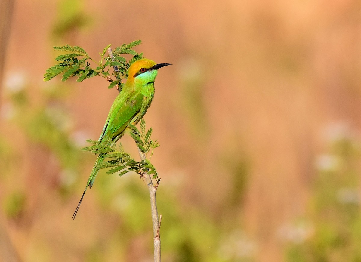Asian Green Bee-eater - ML196937621