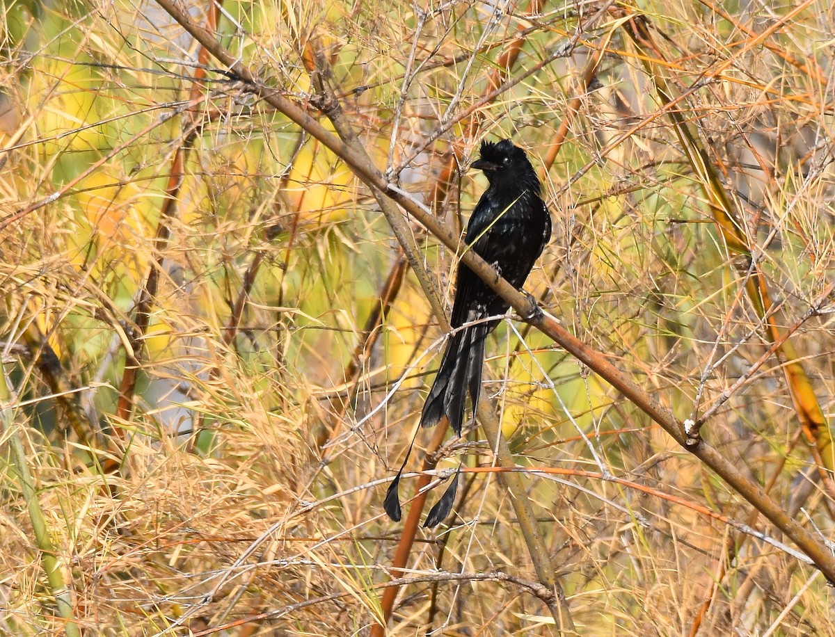 Greater Racket-tailed Drongo - ML196937691