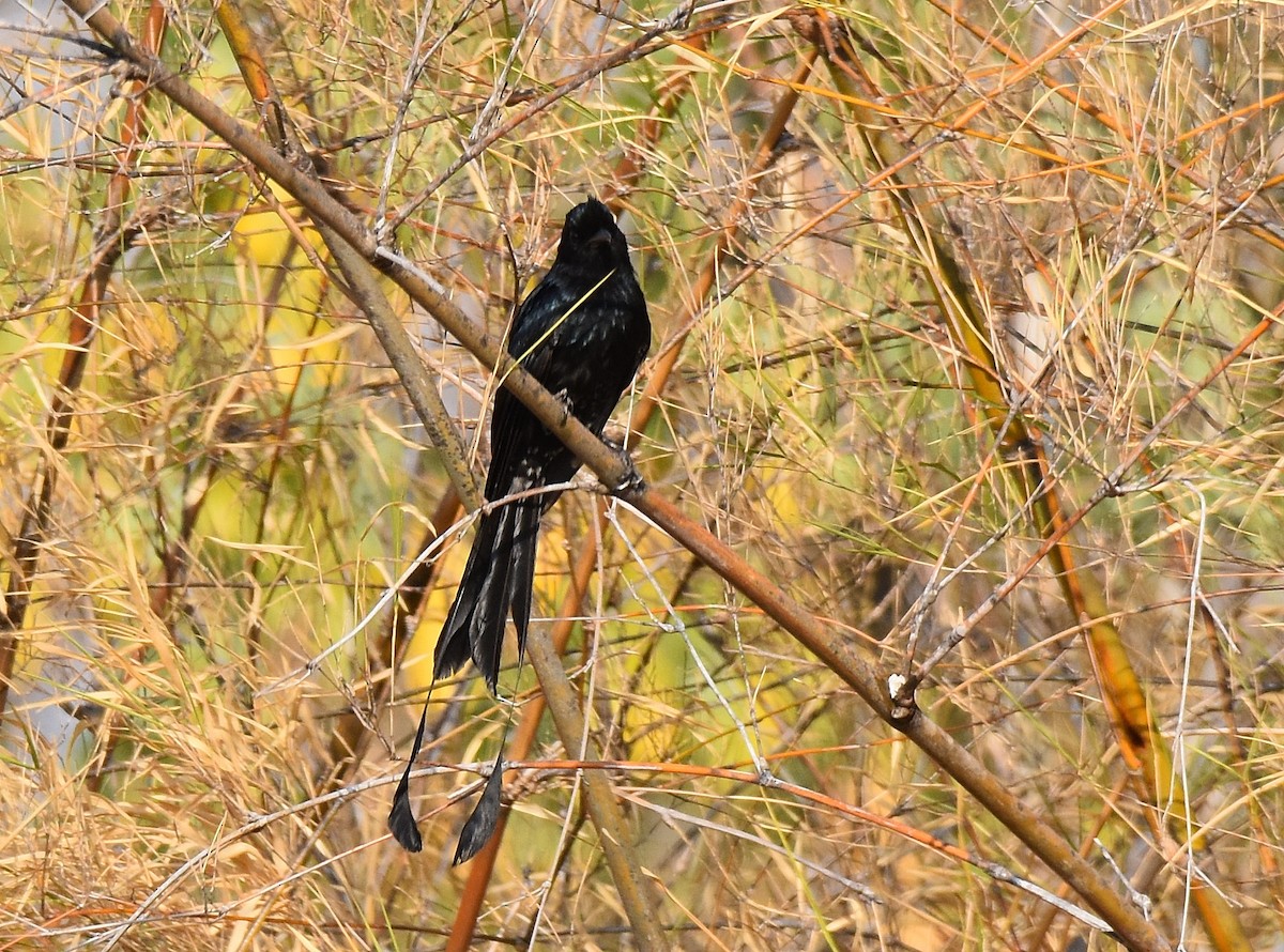 Greater Racket-tailed Drongo - ML196937701