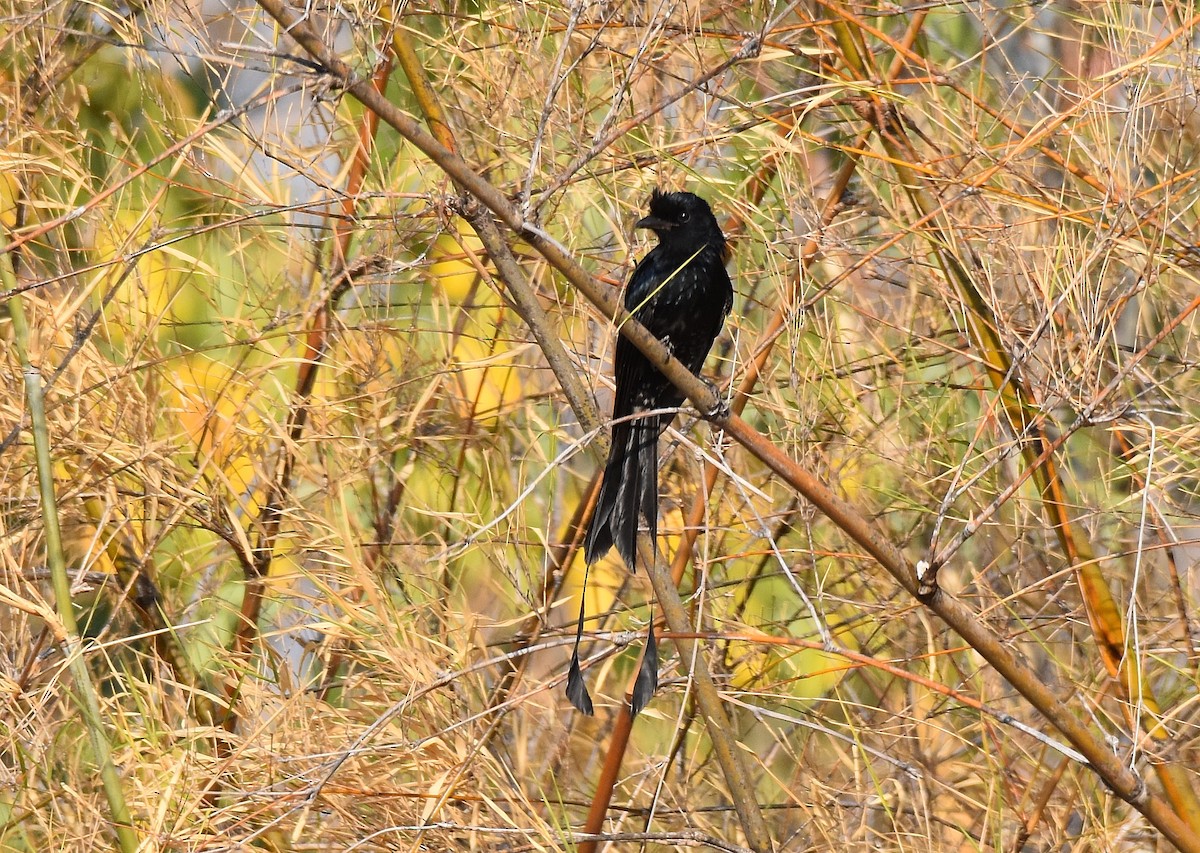 Greater Racket-tailed Drongo - ML196937711