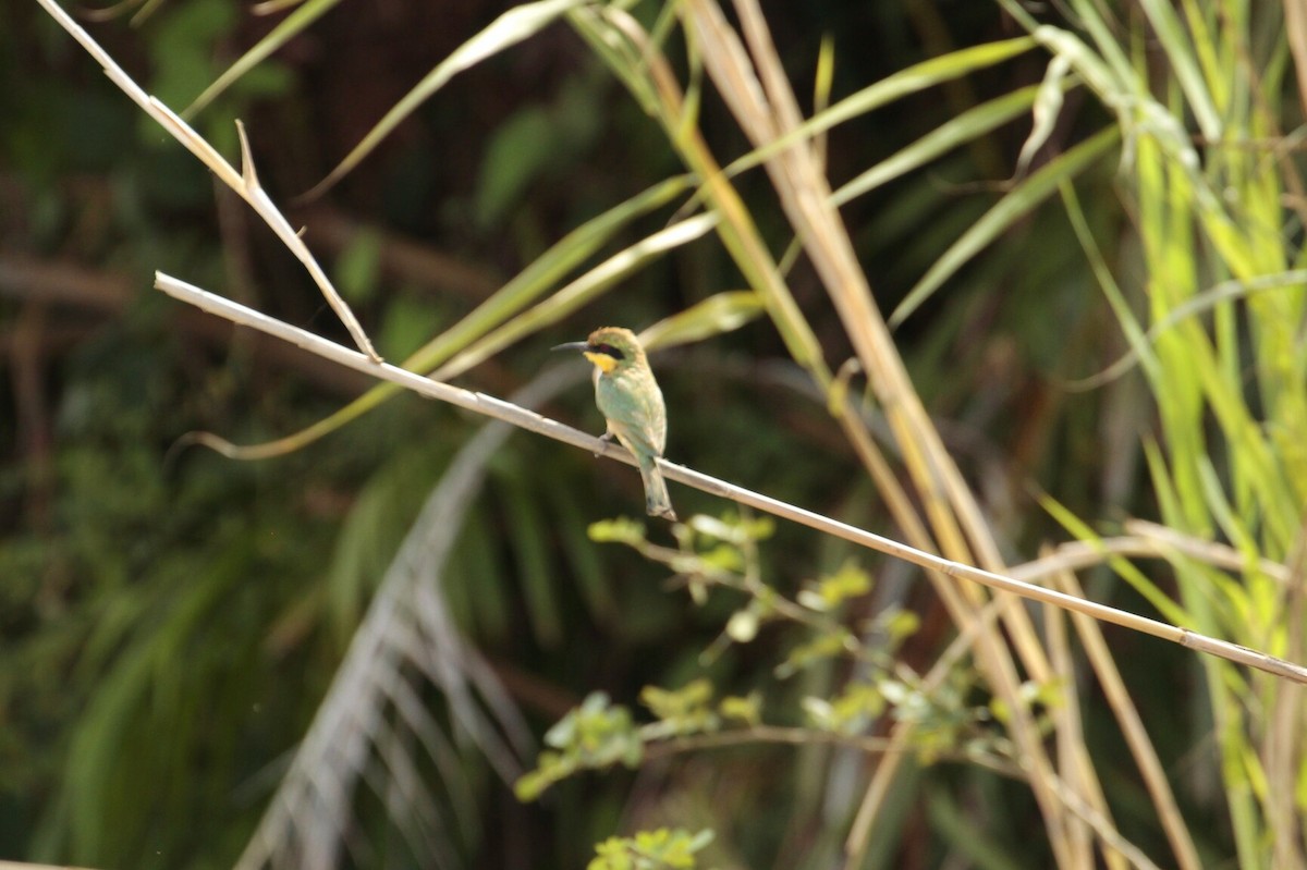 Little Bee-eater - Pedro Plans