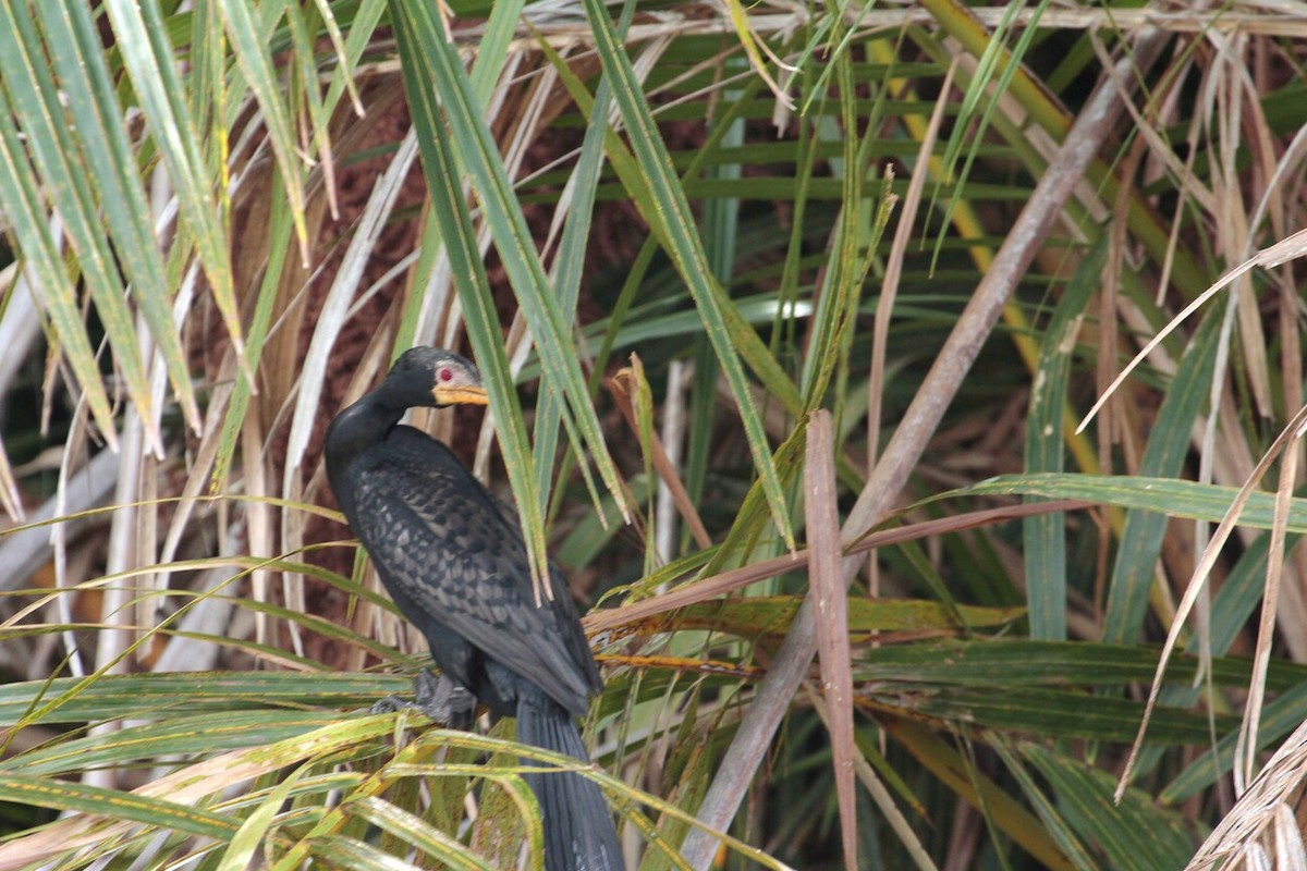 Long-tailed Cormorant - Pedro Plans