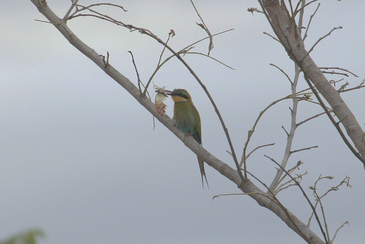 Swallow-tailed Bee-eater - ML196942391