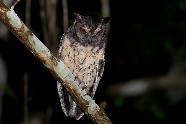 Tawny-bellied Screech-Owl (Tawny-bellied) - Silvia Faustino Linhares