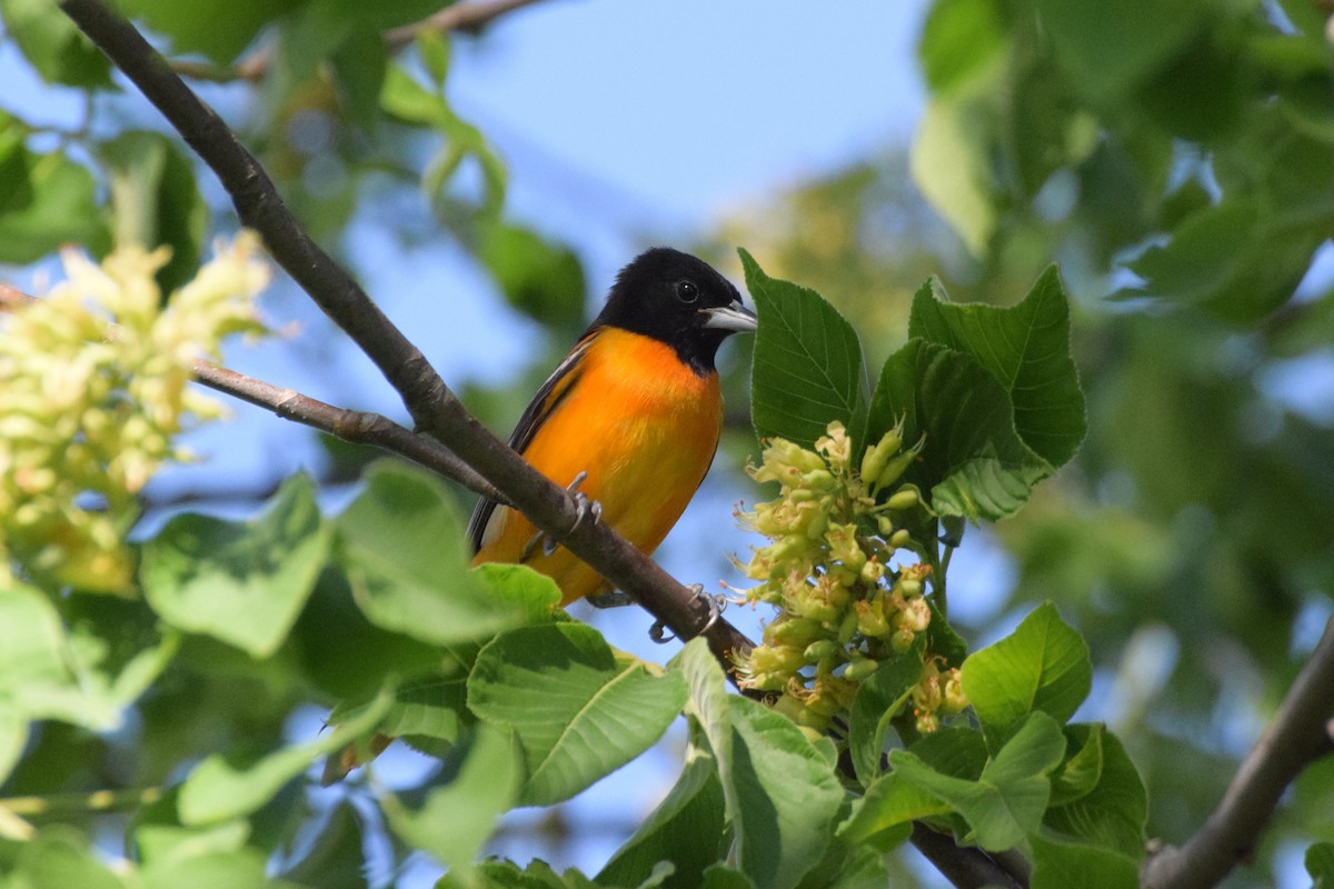 Baltimore Oriole - Andy Zhang