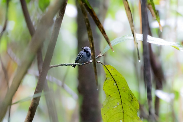 Long-winged Antwren - Silvia Faustino Linhares