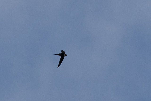 Lesser Swallow-tailed Swift - ML196947511