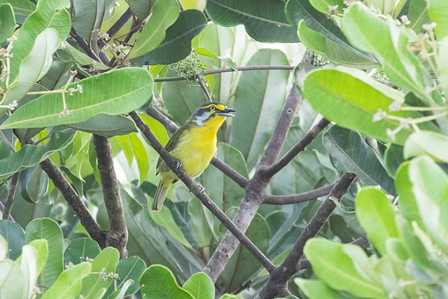 Slaty-capped Shrike-Vireo - ML196953331