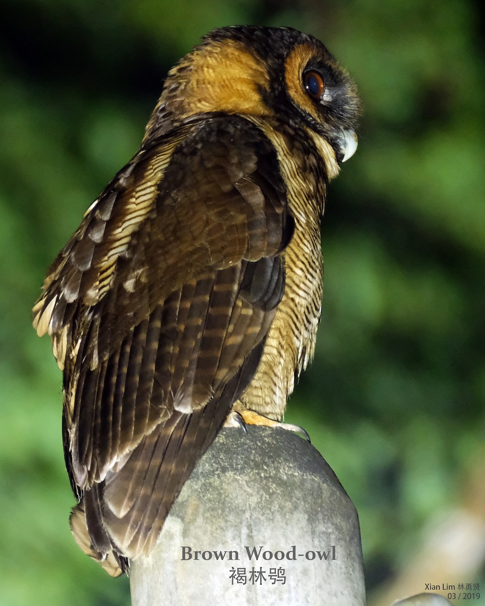 Brown Wood-Owl - Lim Ying Hien