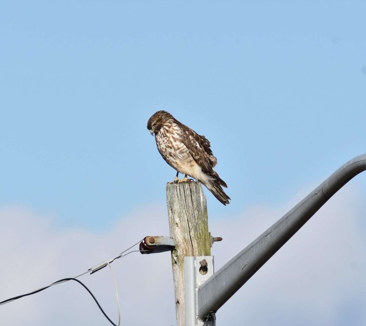 Red-shouldered Hawk (lineatus Group) - ML196955061