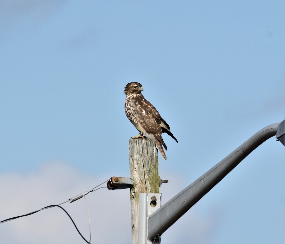 Red-shouldered Hawk (lineatus Group) - ML196955081