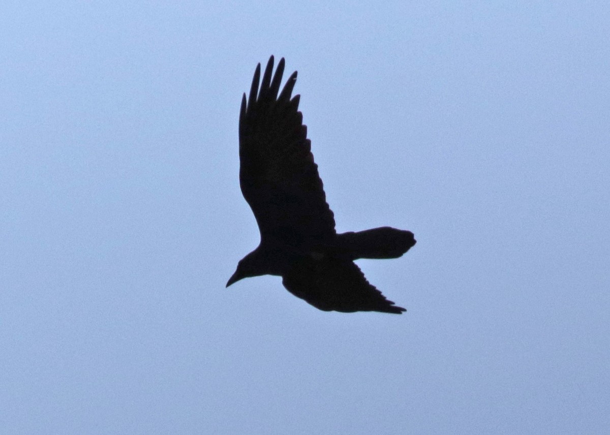 Common Raven - Ann Mallard