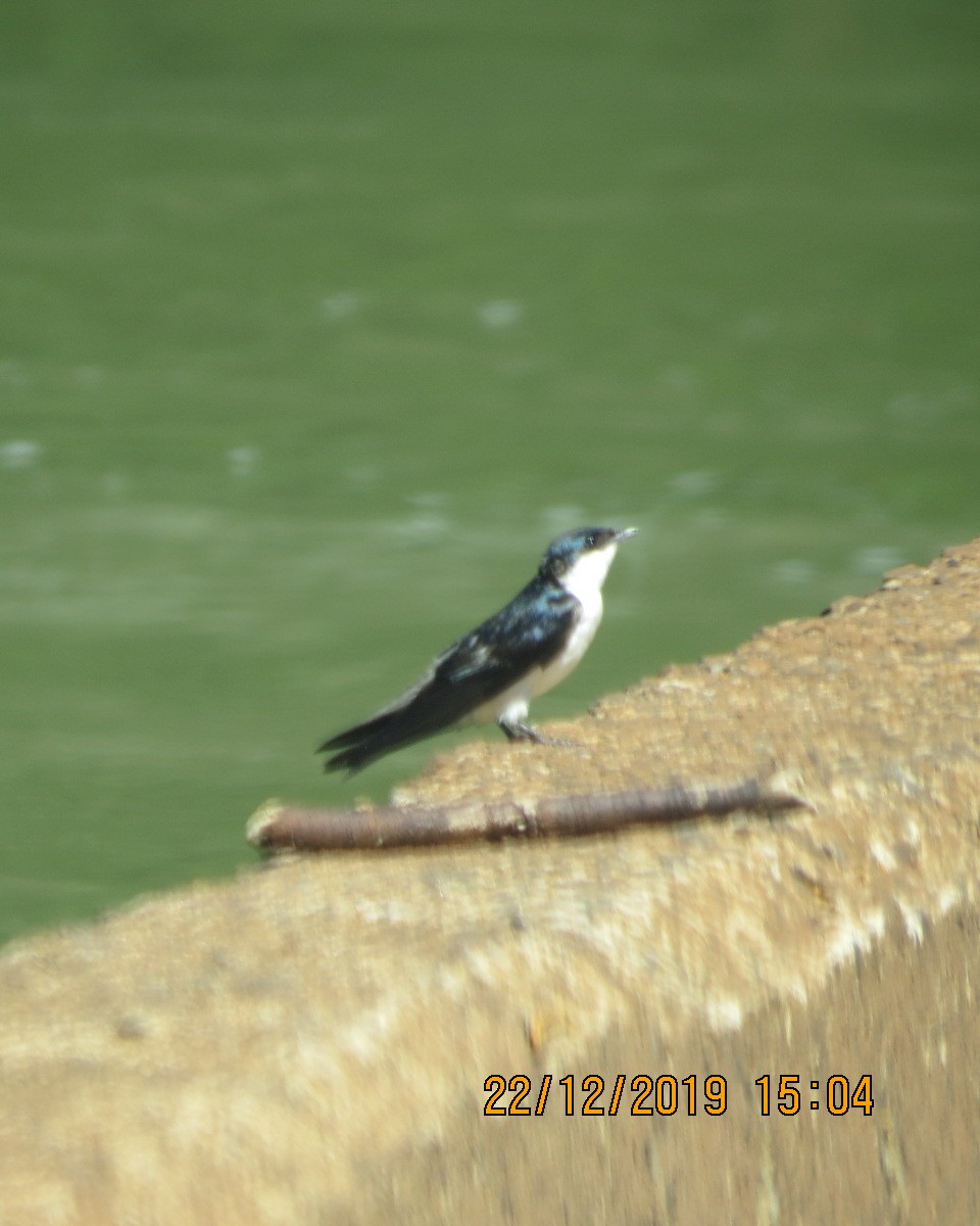 White-winged Swallow - ML196968081