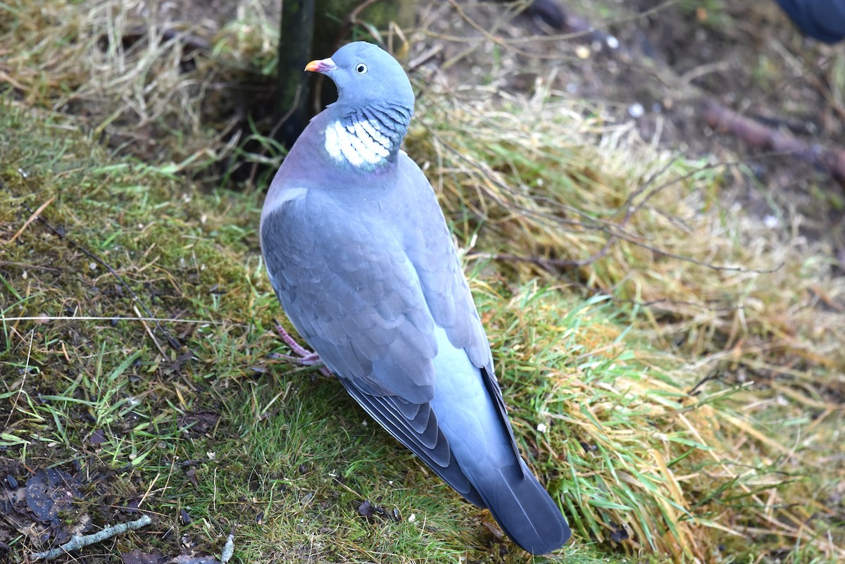 Common Wood-Pigeon - ML196969031