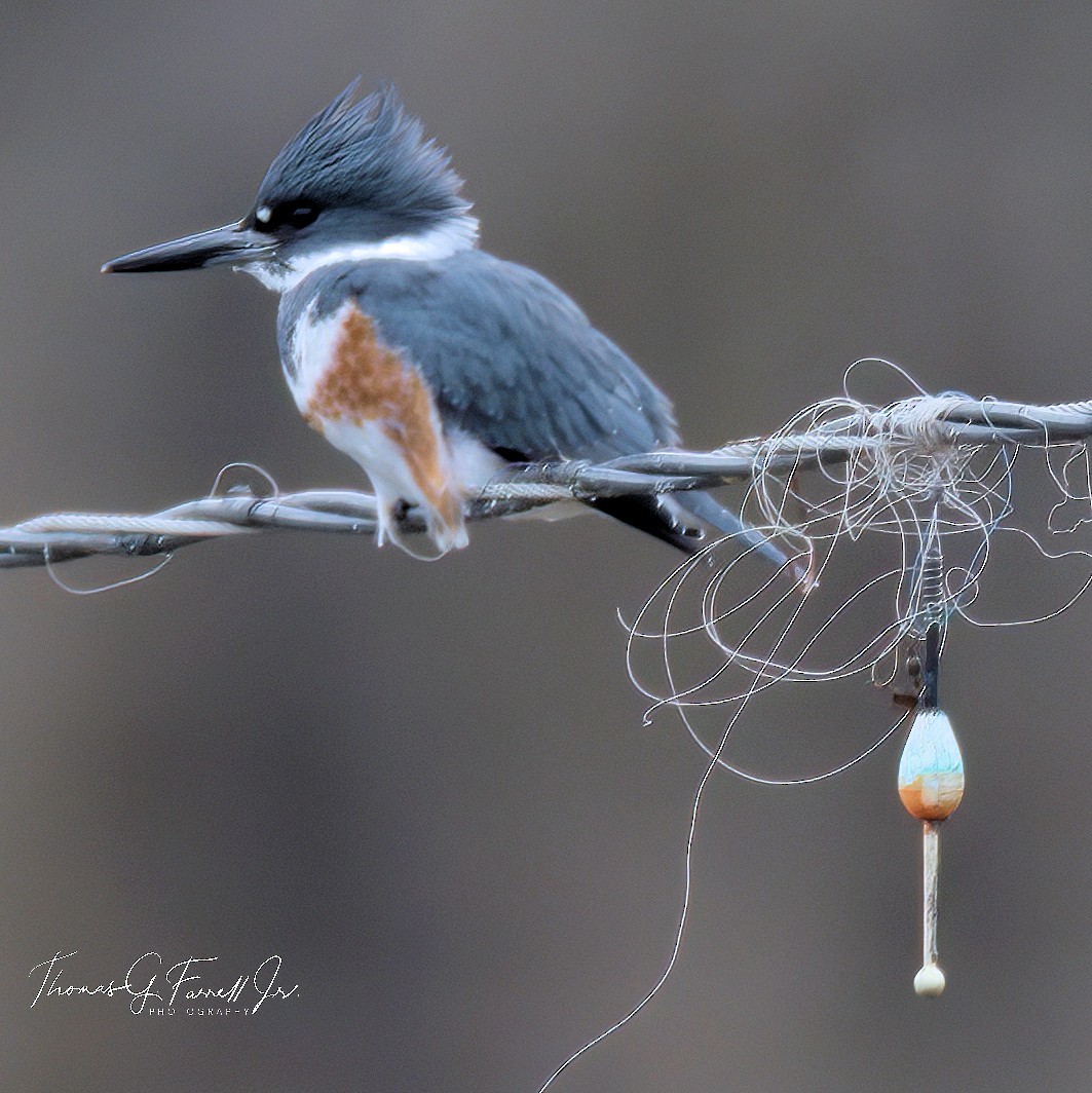 Belted Kingfisher - Tom Farrell