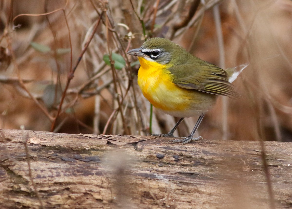Yellow-breasted Chat - Alex Wiebe