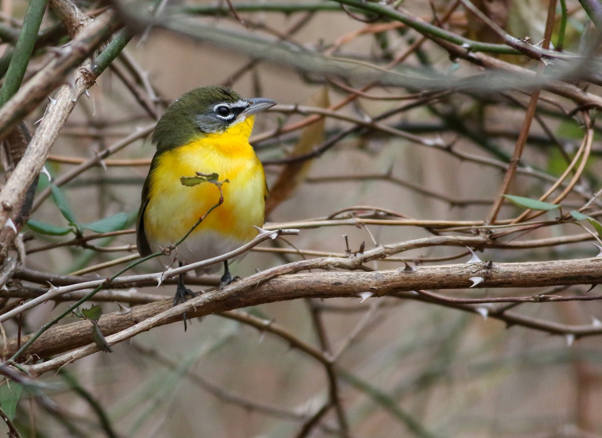 Yellow-breasted Chat - ML196976271