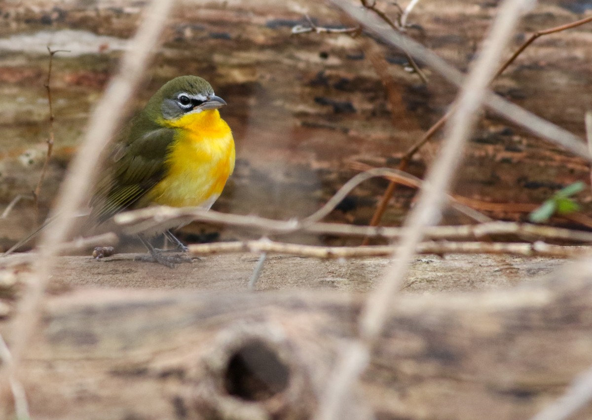 Yellow-breasted Chat - ML196976291