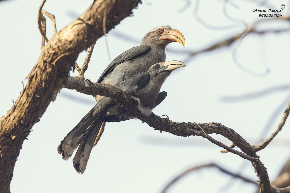 Malabar Gray Hornbill - Manish Panchal