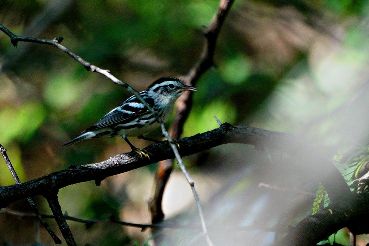 Black-and-white Warbler - Sadhu Govardhan