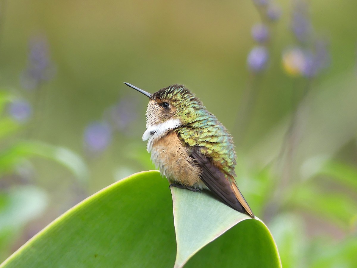 Scintillant Hummingbird - Shelley Rutkin