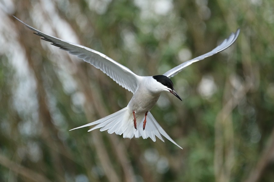 Common Tern (longipennis) - ML196991321