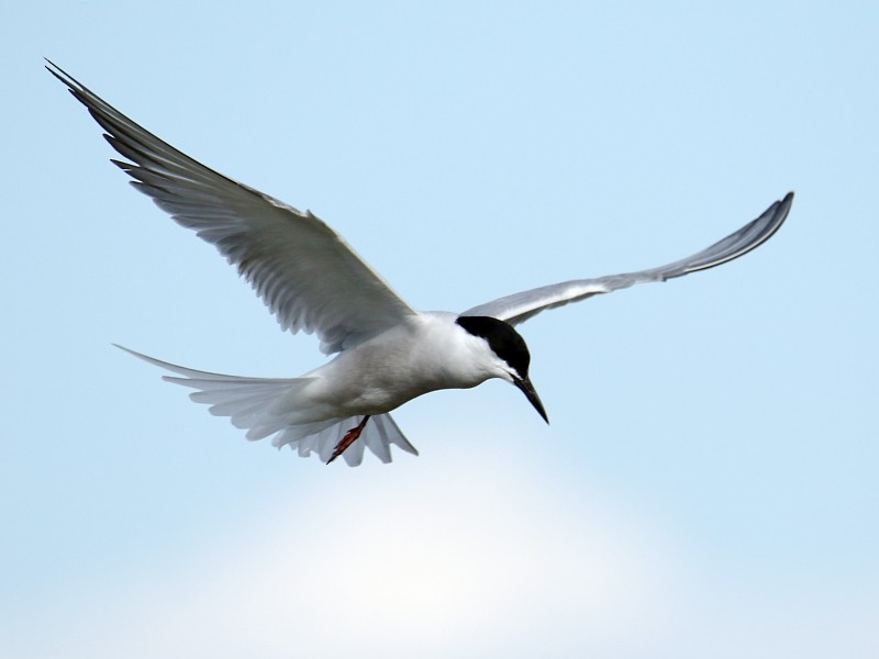 Common Tern (longipennis) - ML196991331