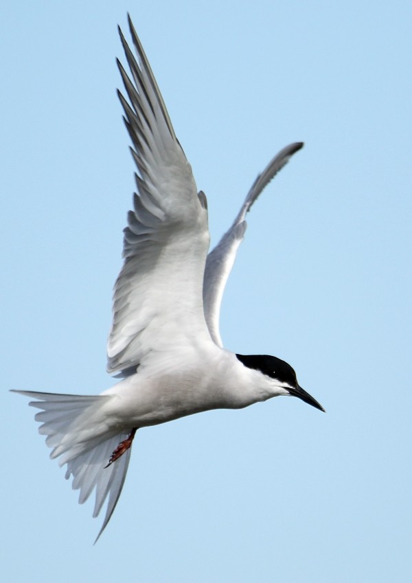 Common Tern (longipennis) - ML196991381
