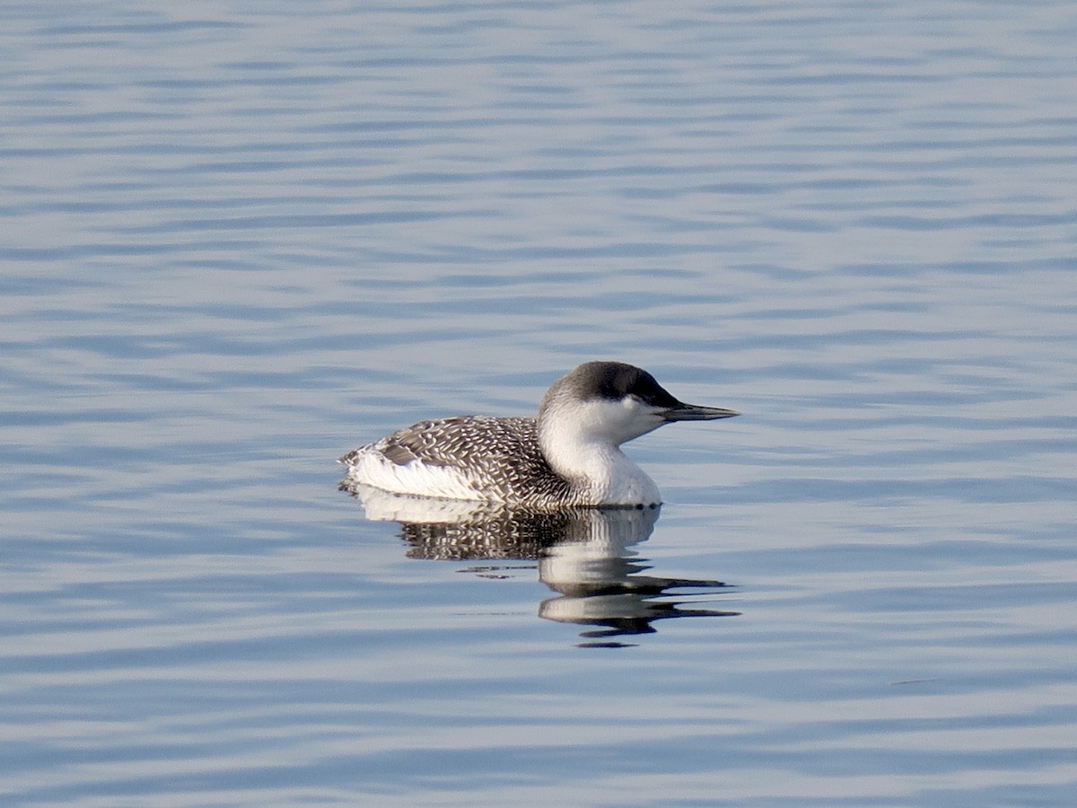 Red-throated Loon - ML196996661