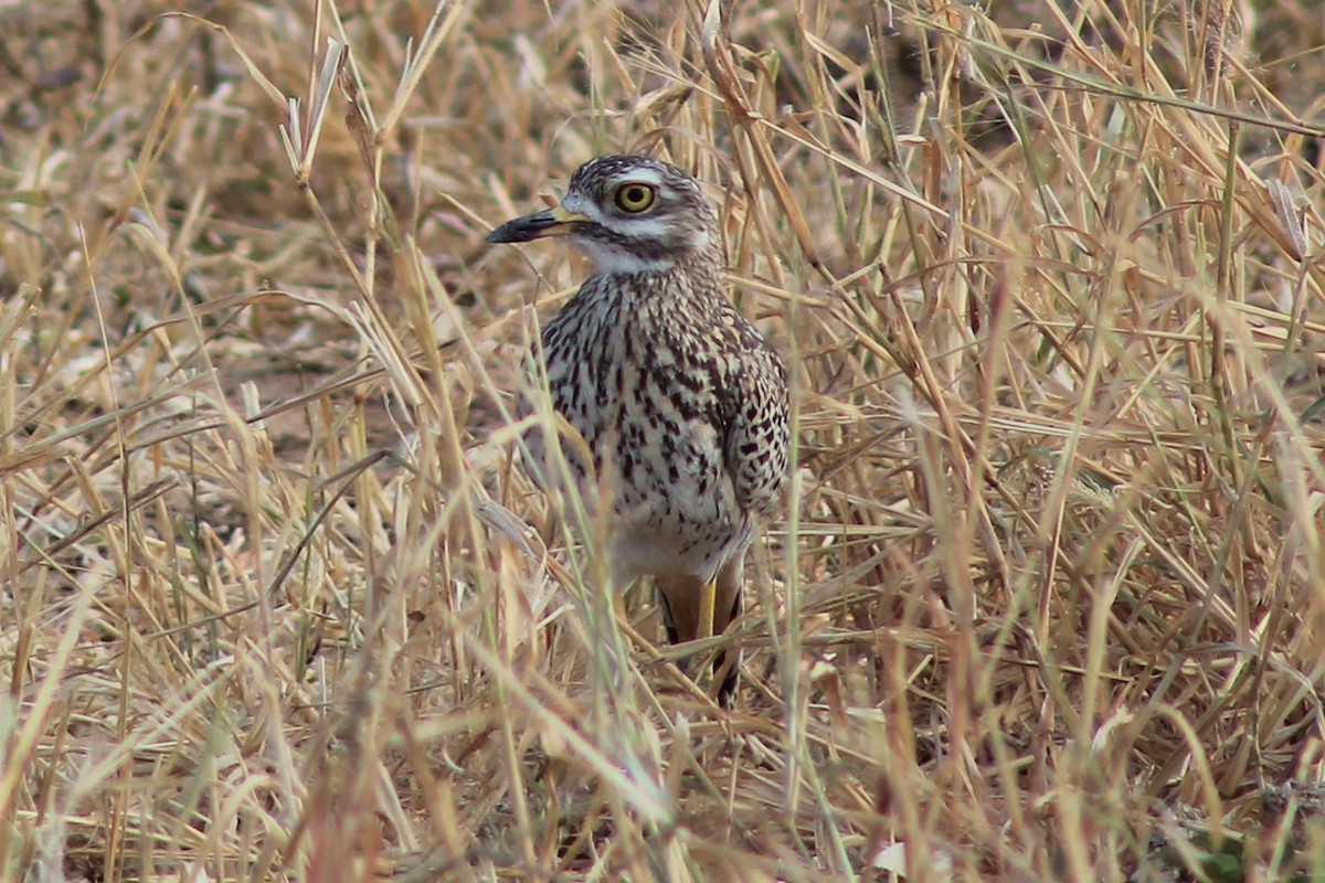 Spotted Thick-knee - ML196997521