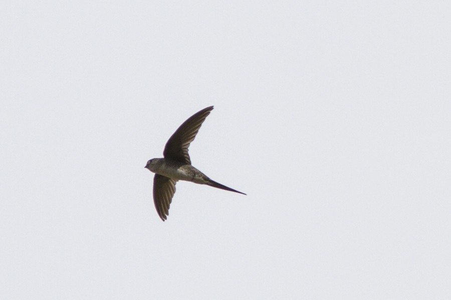 Fork-tailed Palm Swift - ML196997731