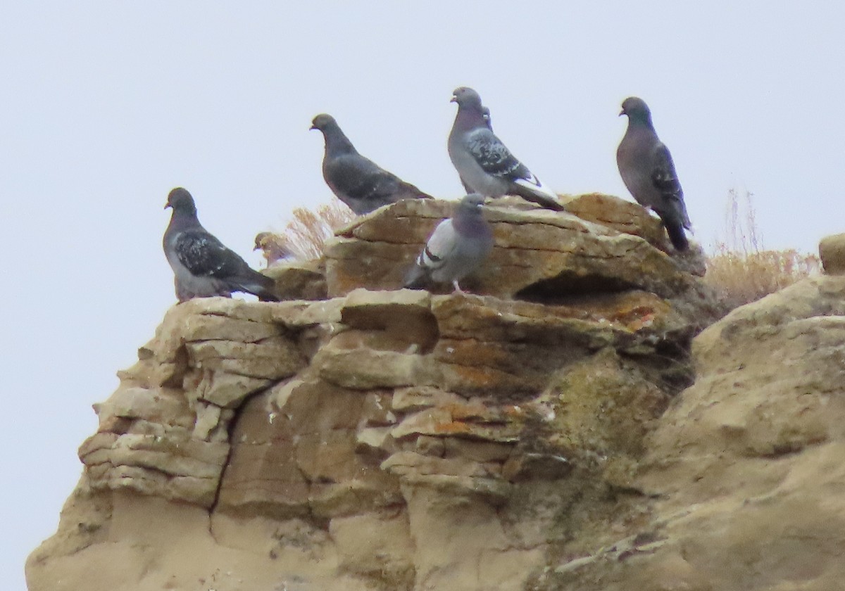 Rock Pigeon (Feral Pigeon) - ML196997951