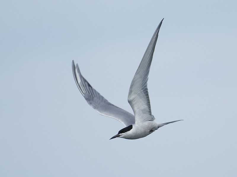 Common Tern (longipennis) - ML196999241