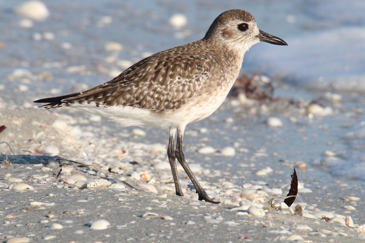 Black-bellied Plover - Ethan Green