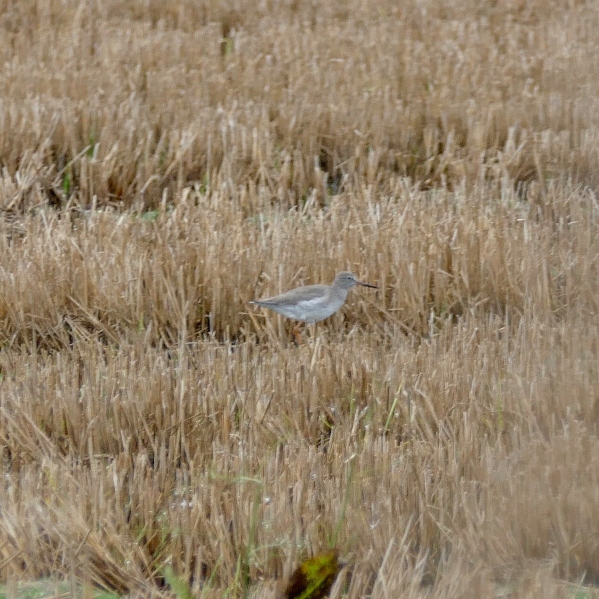 Spotted Redshank - Don Hall