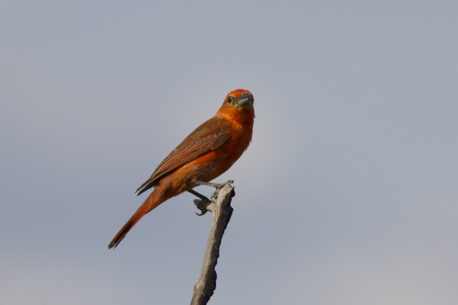 Hepatic Tanager (Lowland) - ML197014581
