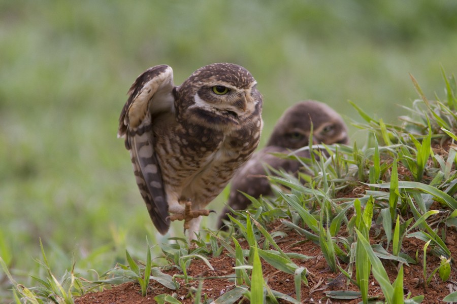 Burrowing Owl - ML197015041