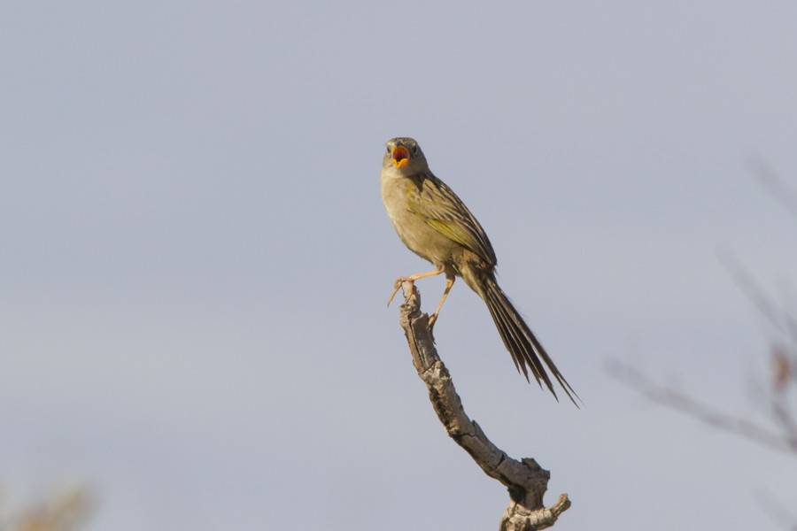 Wedge-tailed Grass-Finch - ML197015081