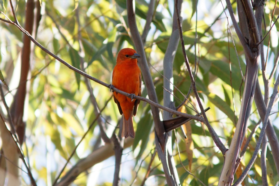 Hepatic Tanager (Lowland) - ML197016311
