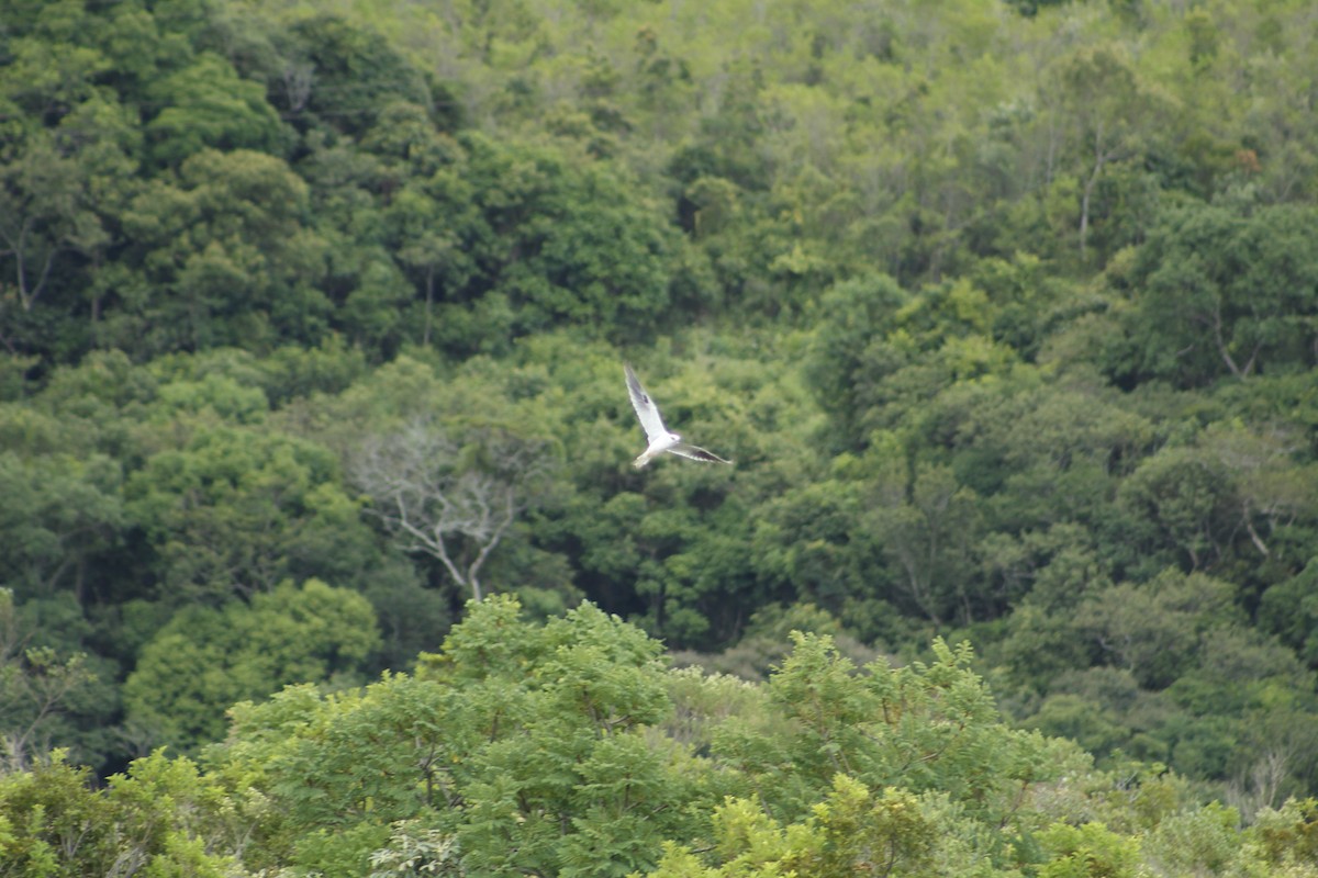 White-tailed Kite - Allan Clé Porto